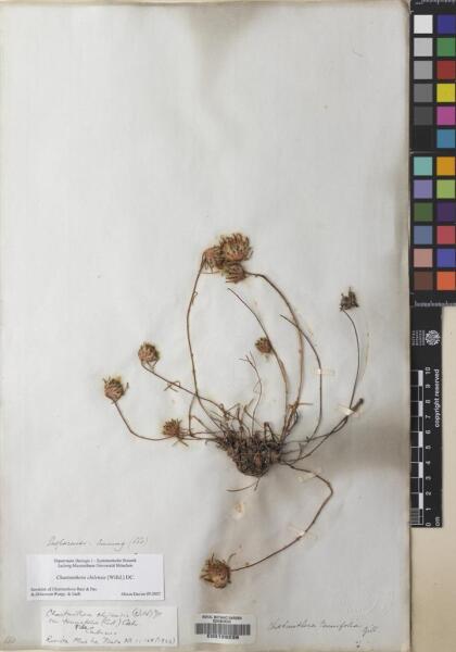 Chaetanthera chilensis [Espécimen: ]