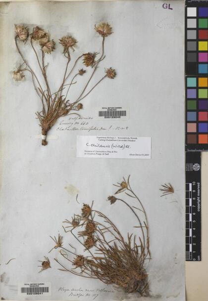 Chaetanthera chilensis [Espécimen: ]