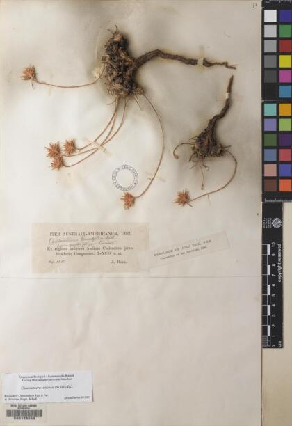Chaetanthera chilensis [Espécimen: ]