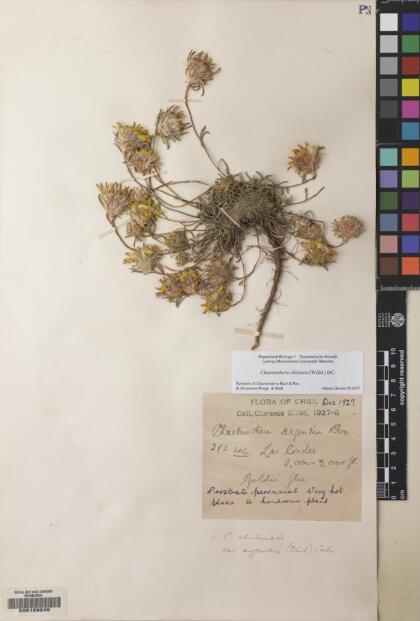 Chaetanthera chilensis [Espécimen: ]