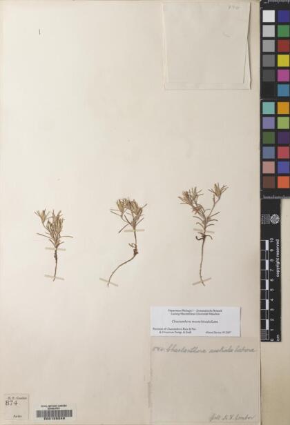 Chaetanthera moenchioides [Espécimen: ]