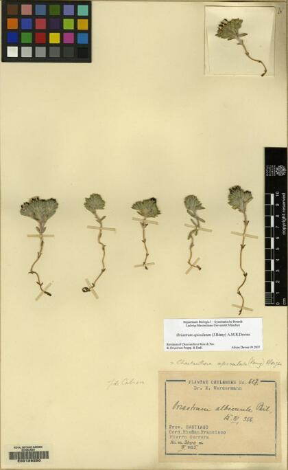 Oriastrum apiculatum [Espécimen: ]