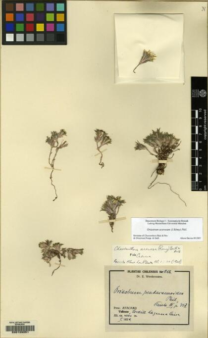 Oriastrum acerosum var. acerosum [Espécimen: ]