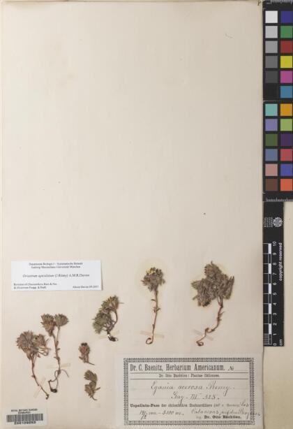 Oriastrum apiculatum [Espécimen: ]