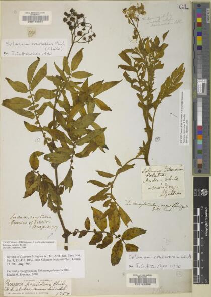 Solanum etuberosum [Espécimen: ]