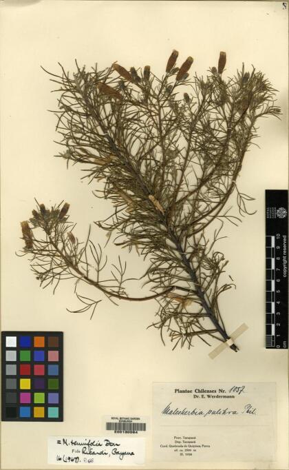 Malesherbia tenuifolia [Espécimen: ]