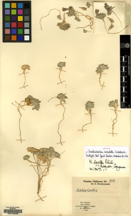 Malesherbia lactea var. lactea [Espécimen: ]