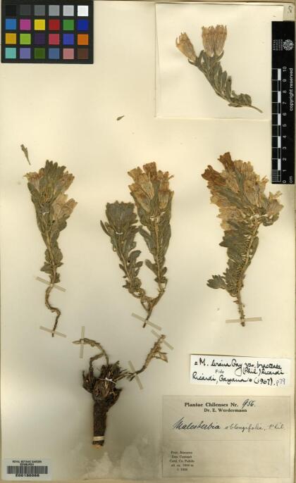 Malesherbia lirana [Espécimen: ]