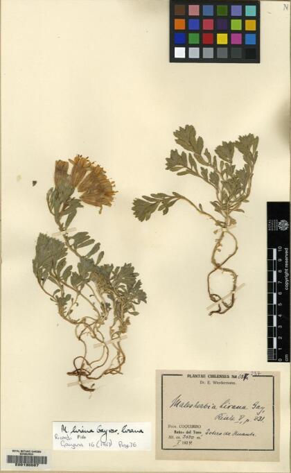Malesherbia lirana var. lirana [Espécimen: ]