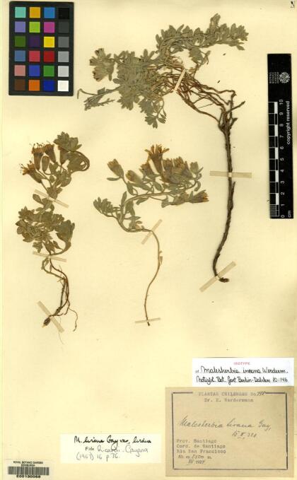 Malesherbia lirana var. lirana [Espécimen: ]