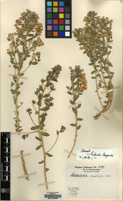 Malesherbia deserticola [Espécimen: ]