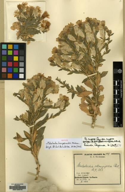 Malesherbia solanoides var. oblongifolia [Espécimen: ]