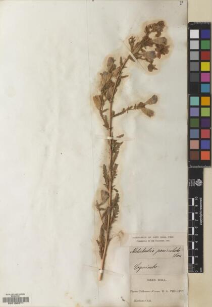 Malesherbia paniculata [Espécimen: ]