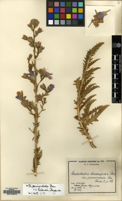 Malesherbia paniculata [Espécimen: ]