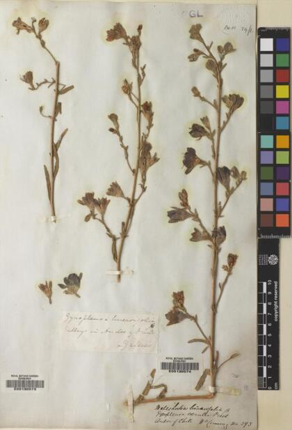 Malesherbia linearifolia [Espécimen: ]