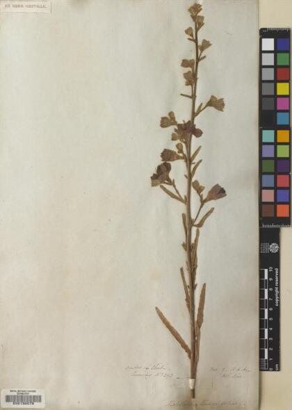 Malesherbia linearifolia [Espécimen: ]
