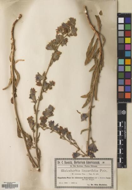 Malesherbia linearifolia [Espécimen: ]