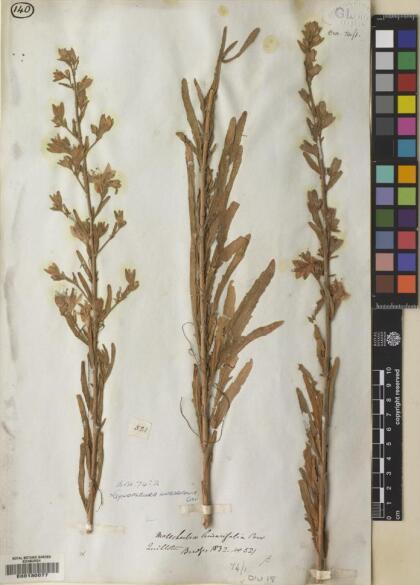 Malesherbia linearifolia [Espécimen: ]
