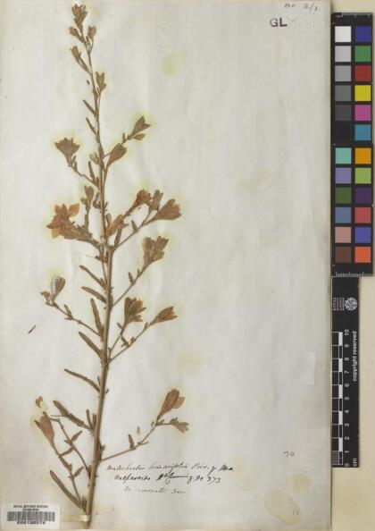 Malesherbia linearifolia [Espécimen: ]