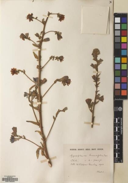 Malesherbia linearifolia [Espécimen: ]