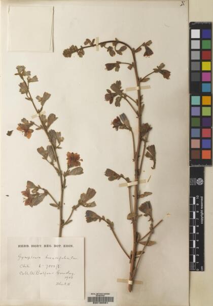 Malesherbia linearifolia [Espécimen: ]