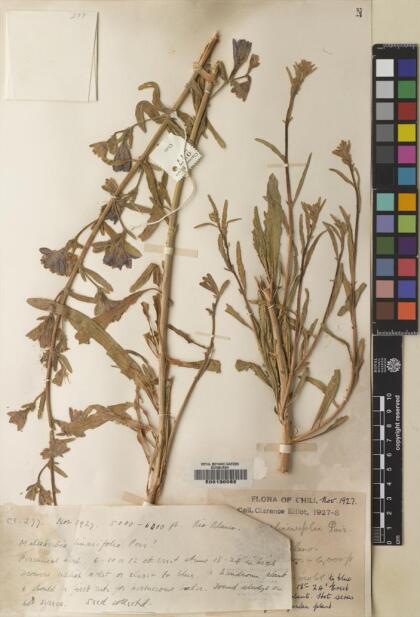Malesherbia linearifolia [Espécimen: ]