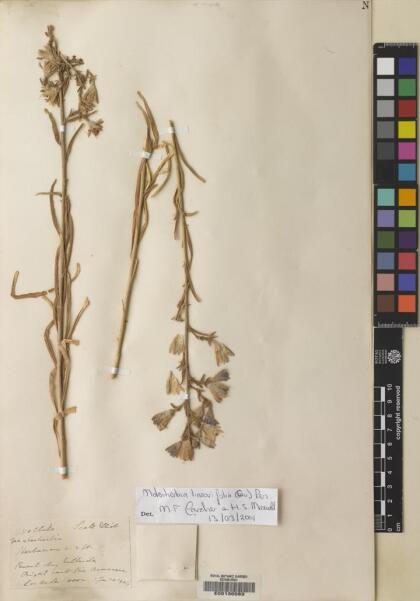 Malesherbia linearifolia [Espécimen: ]
