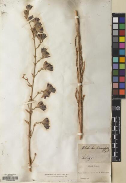 Malesherbia linearifolia [Espécimen: ]