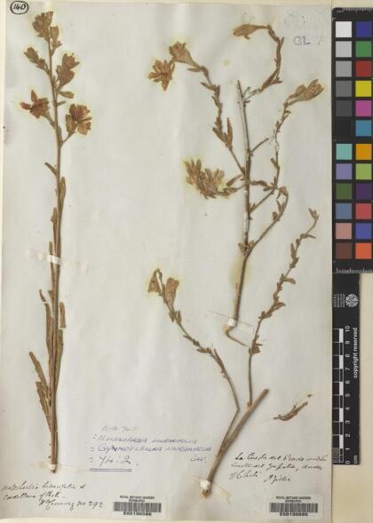 Malesherbia linearifolia [Espécimen: ]