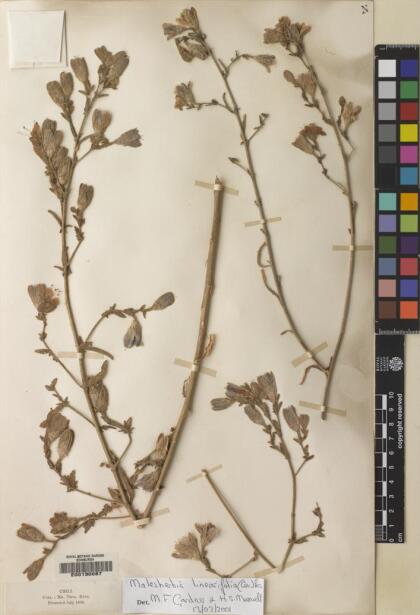 Malesherbia linearifolia [Espécimen: ]