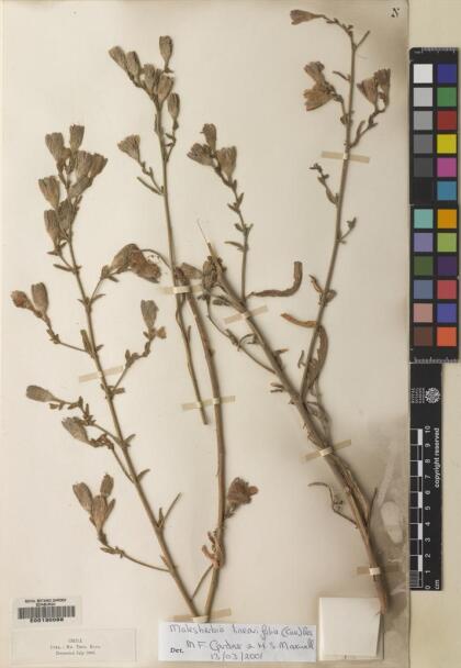 Malesherbia linearifolia [Espécimen: ]