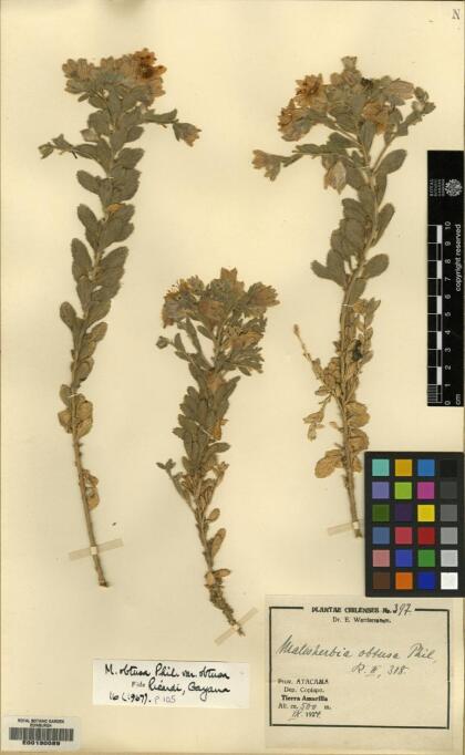 Malesherbia solanoides [Espécimen: ]