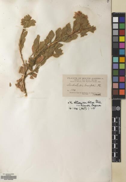 Malesherbia solanoides var. solanoides [Espécimen: ]