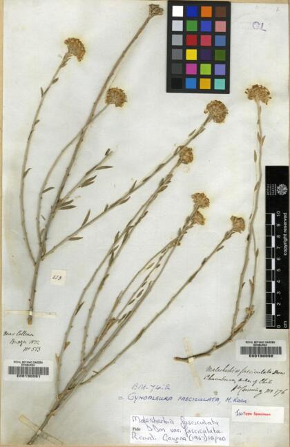 Malesherbia fasciculata var. fasciculata [Espécimen: ]