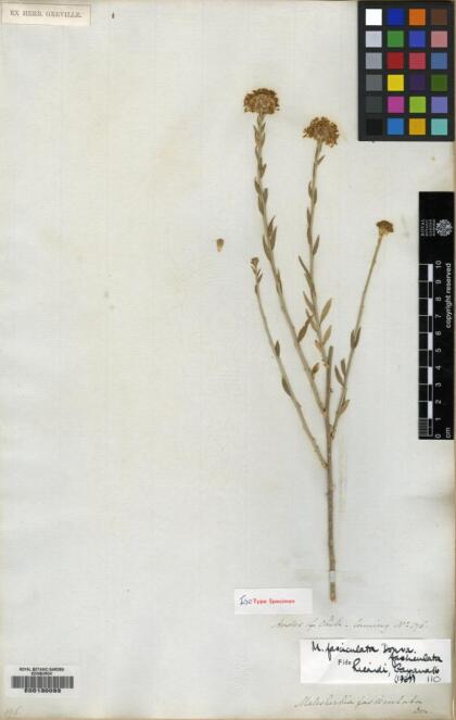 Malesherbia fasciculata var. fasciculata [Espécimen: ]