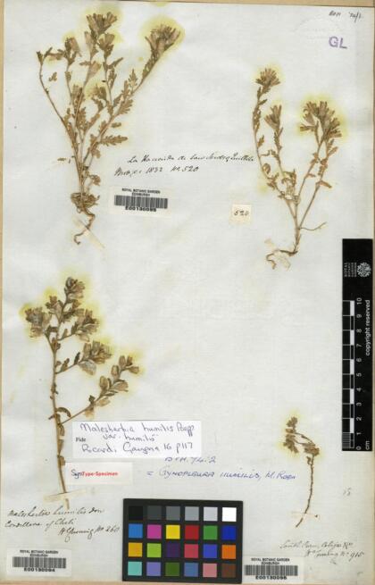 Malesherbia humilis var. humilis [Espécimen: ]