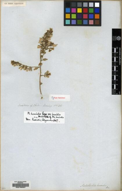 Malesherbia humilis var. humilis [Espécimen: ]