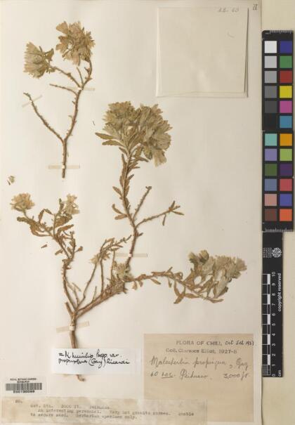 Malesherbia humilis [Espécimen: ]