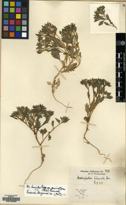 Malesherbia humilis var. parviflora [Espécimen: ]