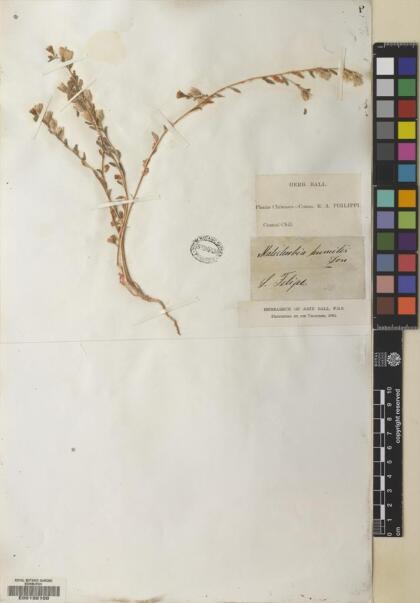 Malesherbia humilis var. humilis [Espécimen: ]