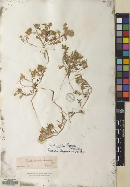 Malesherbia humilis var. humilis [Espécimen: ]