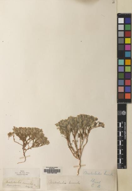 Malesherbia humilis var. parviflora [Espécimen: ]