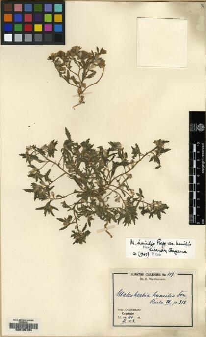 Malesherbia humilis var. humilis [Espécimen: ]