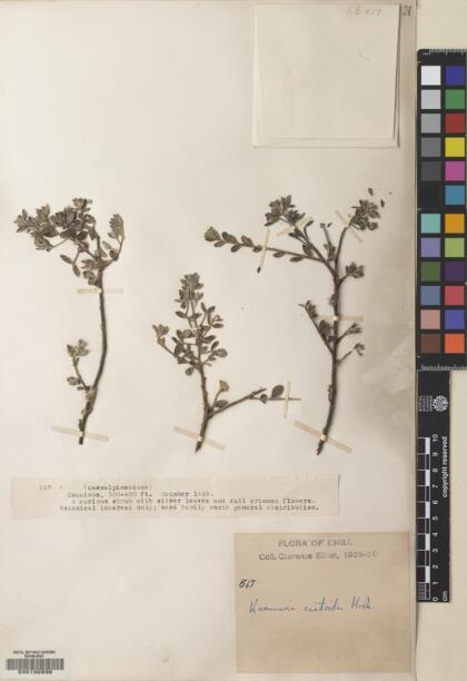 Krameria cistoidea [Espécimen: ]