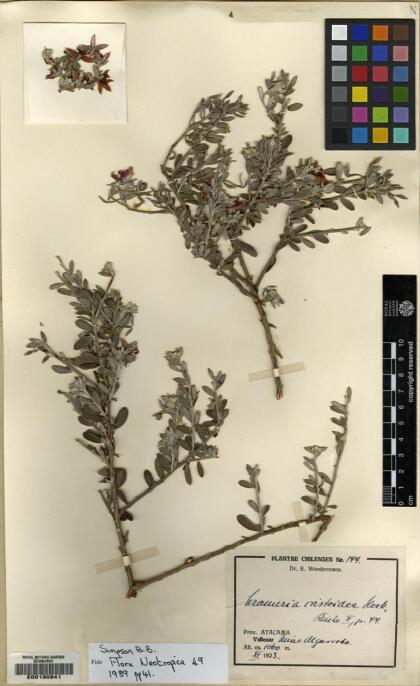 Krameria cistoidea [Espécimen: ]
