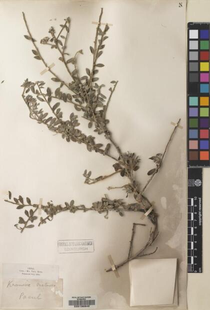 Krameria cistoidea [Espécimen: ]