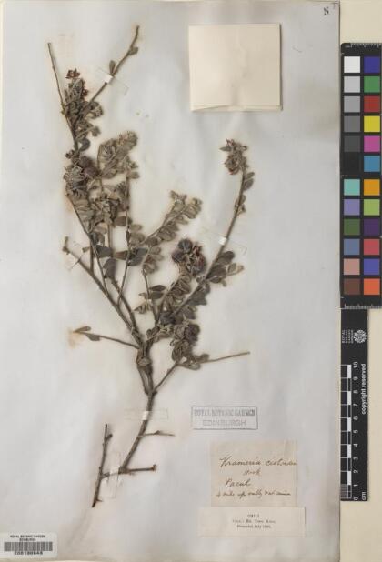 Krameria cistoidea [Espécimen: ]