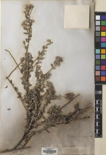 Krameria cistoidea [Espécimen: ]