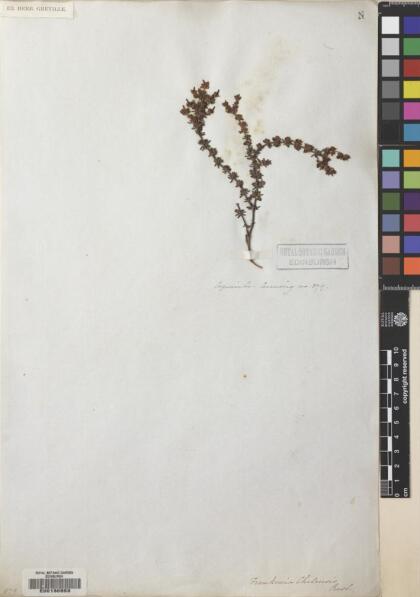 Frankenia chilensis [Espécimen: ]