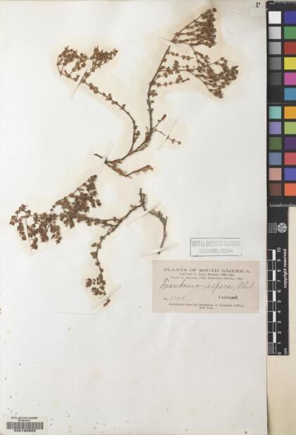 Frankenia chilensis [Espécimen: ]